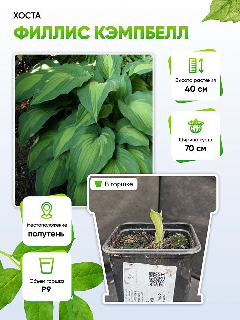 Хоста Филлис Кэмпбелл 